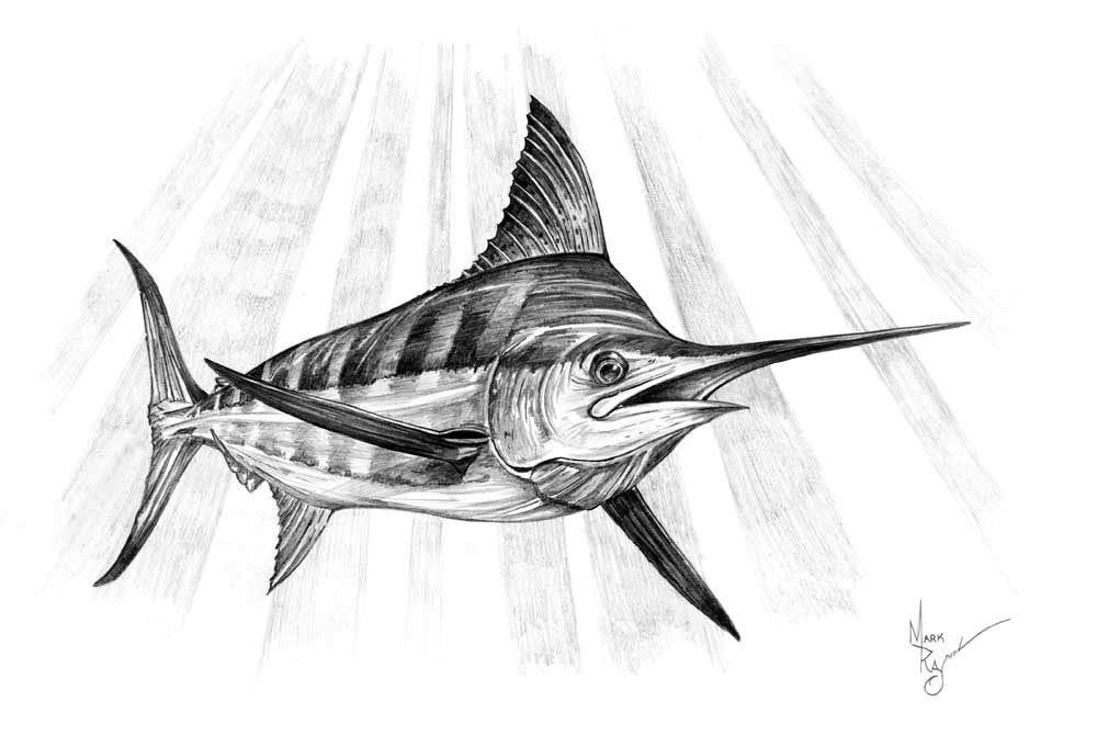 1000x671 Solitude Mark Ray Studio - Blue Marlin Sketch