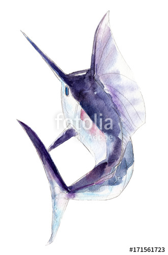 330x500 Watercolor Swordfish, Blue Marlin, Hand Drawn Illustration - Blue Marlin Sketch