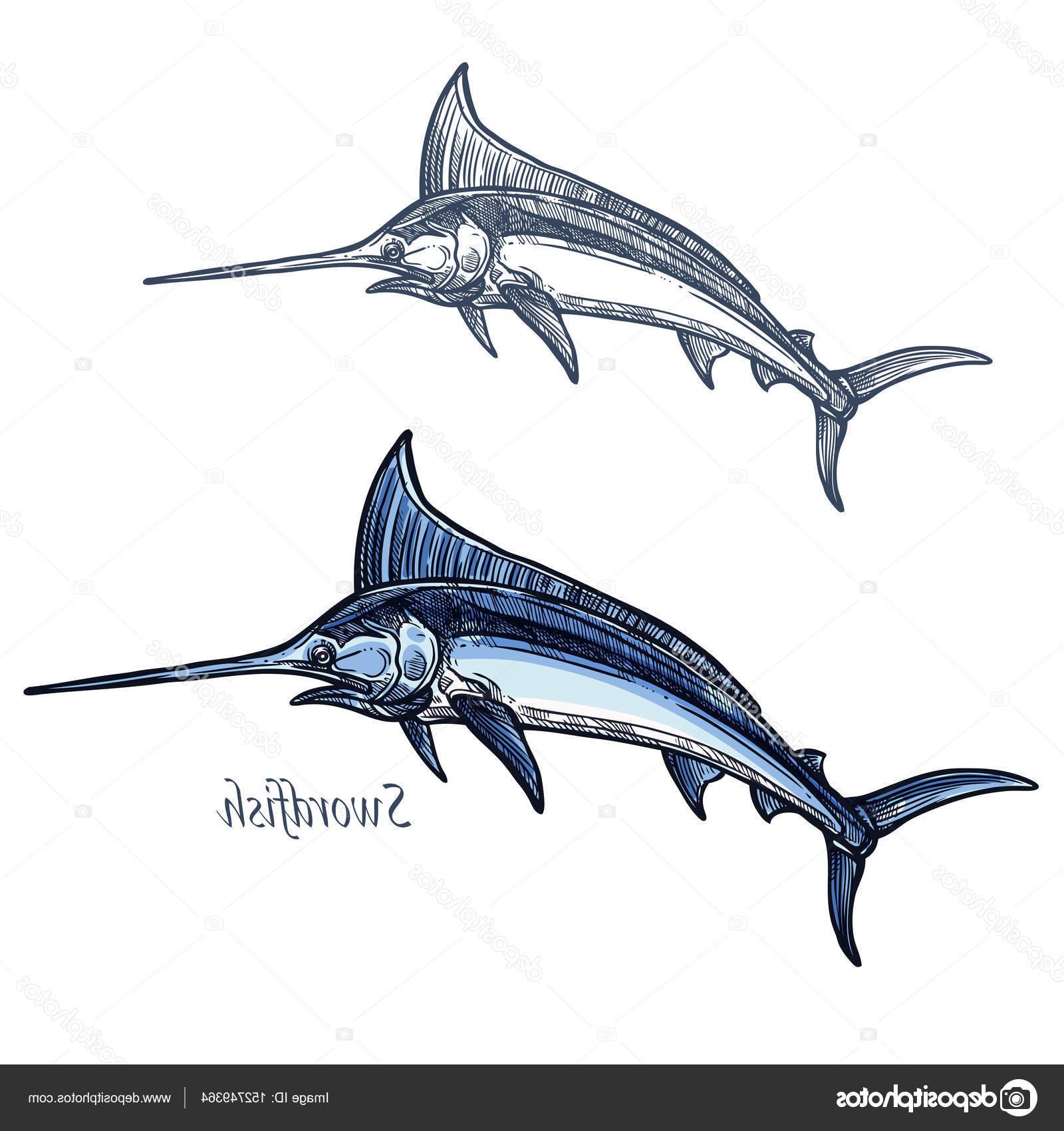 1600x1700 Best Free Stock Illustration Marlin Fish Vector Isolated Sketch Photos - Blue Marlin Sketch