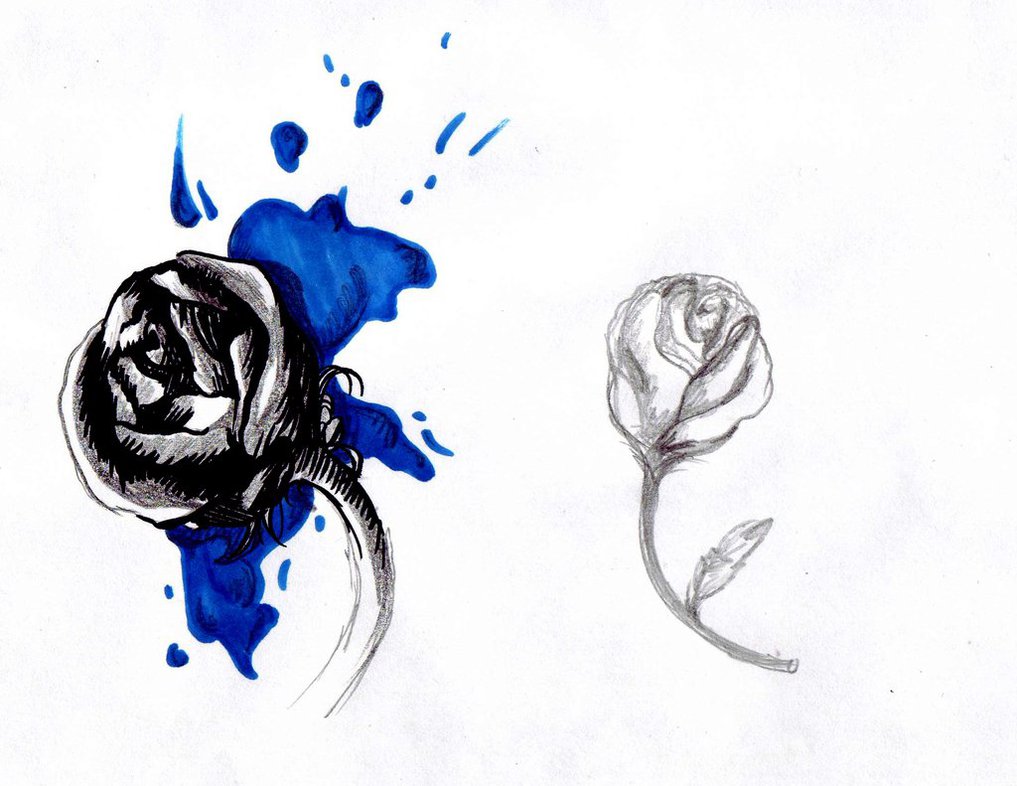 1017x786 Colourless Blue Rose - Blue Rose Sketch