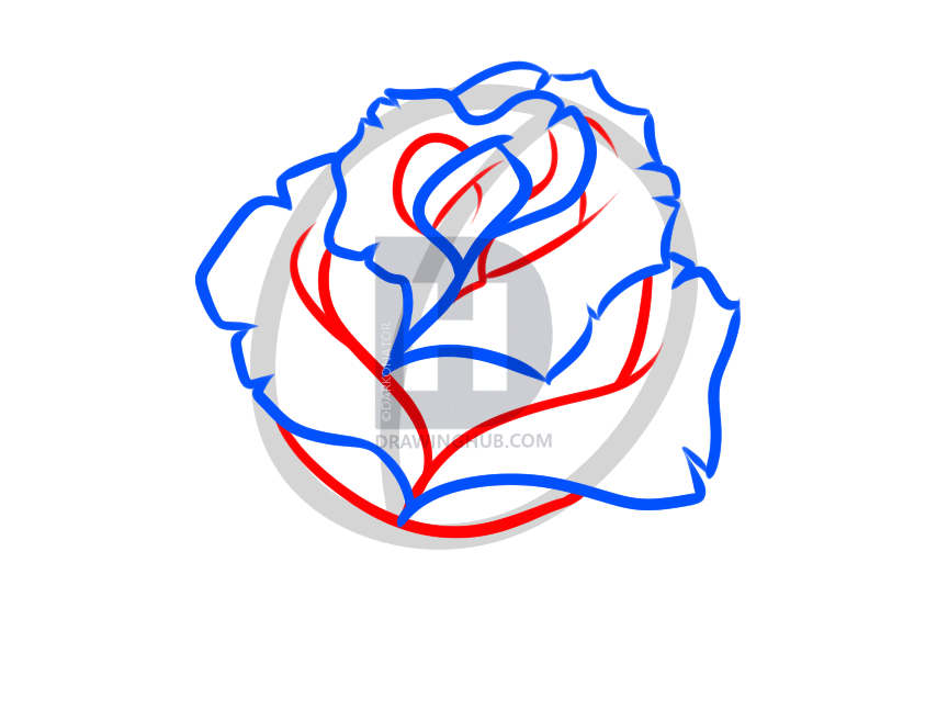 854x646 How To Draw A Blue Rose, Step By Step, Drawing Guide, By - Blue Rose Sketch