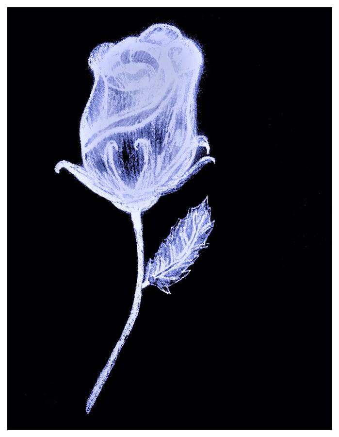 699x900 Inverted Sketch Of A Rose Drawing By Debra Lynch - Blue Rose Sketch