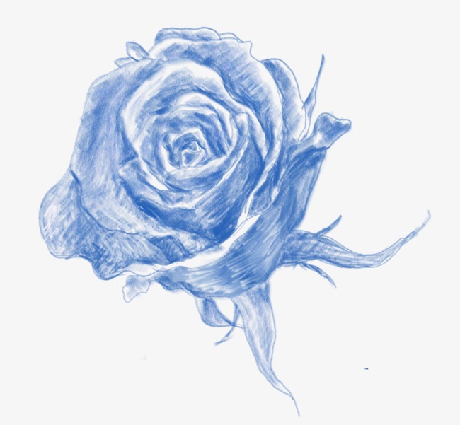 650x601 Sketch Roses Background, Hand Painted, Sketch, Blue Rose Png And - Blue Rose Sketch