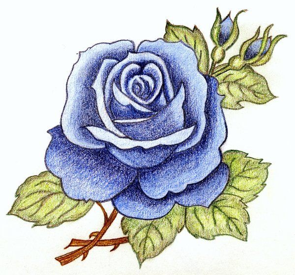 600x560 Painting Blue Roses - Blue Rose Sketch
