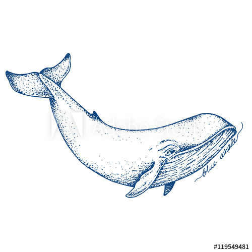 500x500 Big Blue Whale - Blue Whale Sketch