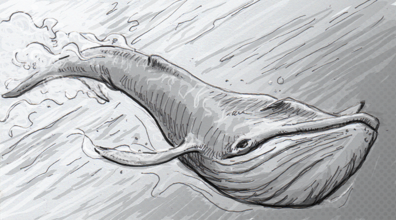 813x452 Bringing The Size Of Blue Whale Hearts Back Down To Earth A New - Blue Whale Sketch