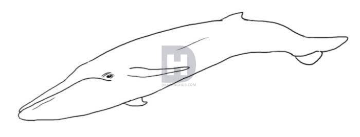 700x268 How To Draw A Whale, Step By Step, Drawing Guide, By Darkonator - Blue Whale Sketch