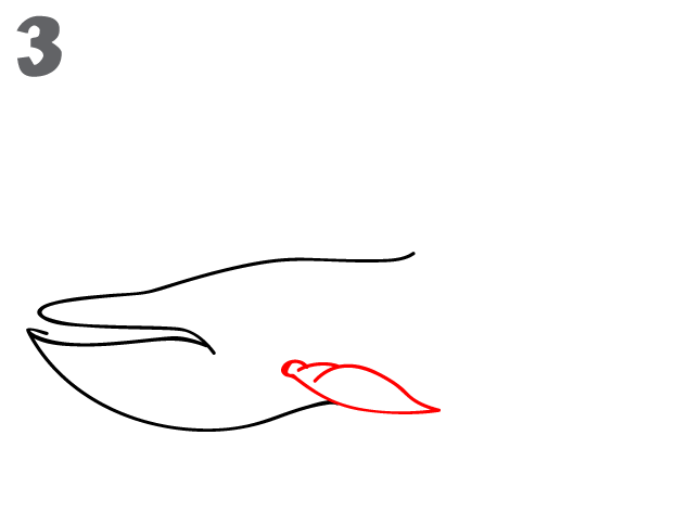 622x484 How To Draw A Blue Whale - Blue Whale Sketch