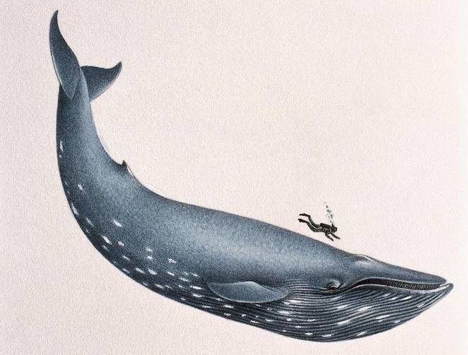 662x503 11 Facts About Blue Whales, The Largest Animals Ever Known To Live - Blue Whale Sketch
