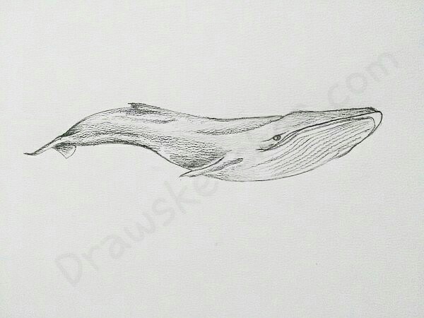 600x450 How To Draw A Blue Whale In A Few Easy Steps With Pictures - Blue Whale Sketch