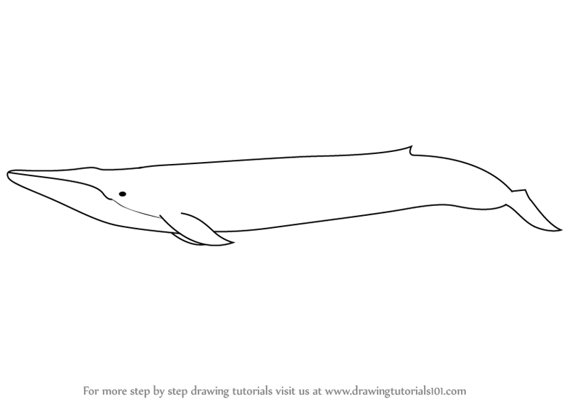 800x566 Learn How To Draw A Blue Whale (Other Animals) Step By Step - Blue Whale Sketch