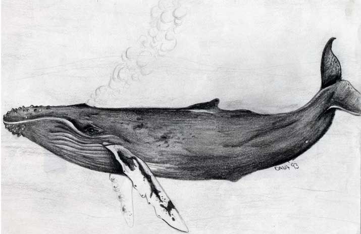 715x464 25 Awesome Humpback Whale Drawing Images Tattoo - Blue Whale Sketch
