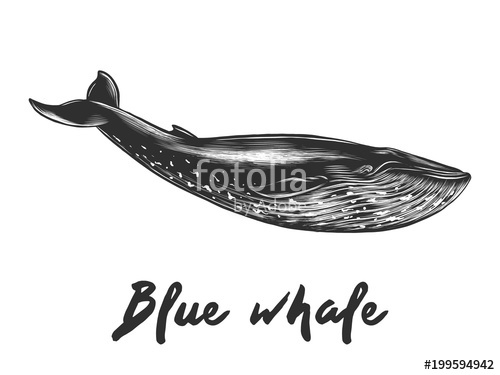 500x375 Vector Engraved Style Illustration For Posters, Decoration And - Blue Whale Sketch