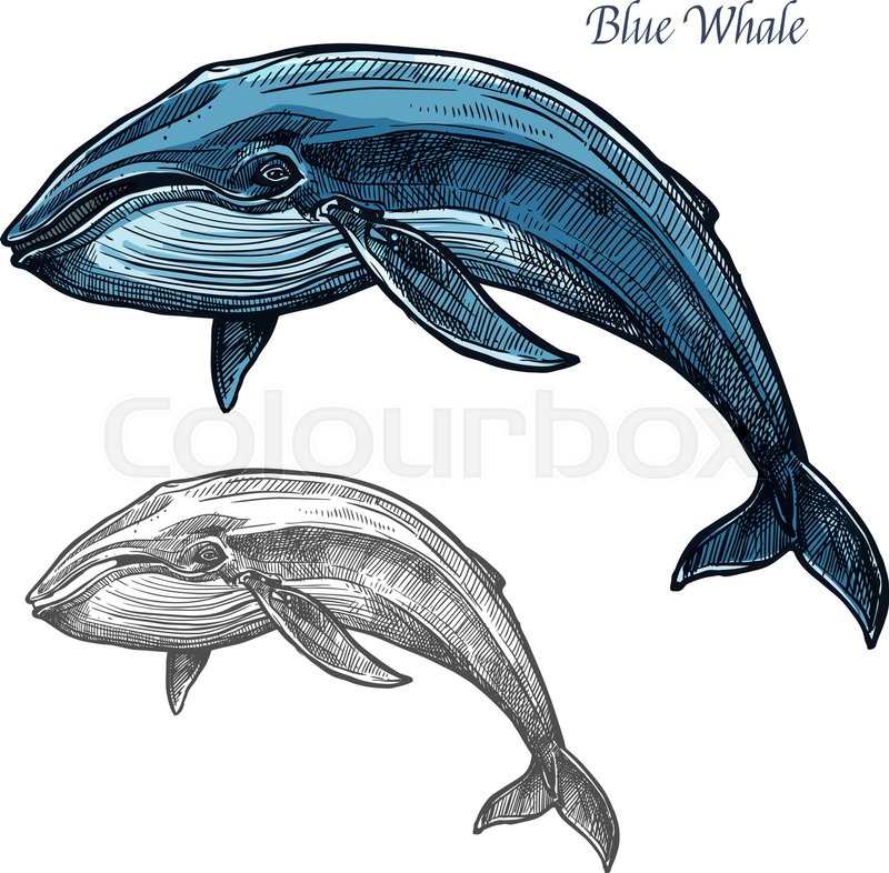 800x786 Whale Sea Animal Isolated Sketch. Swimming Blue Whale Marine - Blue Whale Sketch