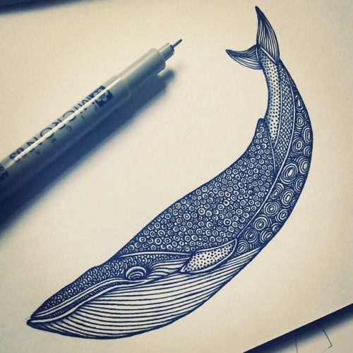 500x500 How To Draw A Blue Whale - Blue Whale Sketch