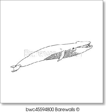 362x382 Art Print Of Aquatic Animals Blue Whale Drawing Illustration - Blue Whale Sketch