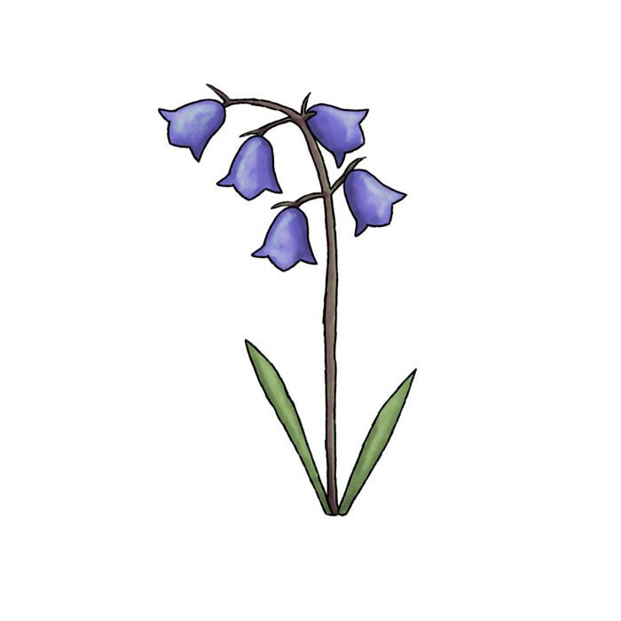 Bluebell Sketch at Explore collection of Bluebell