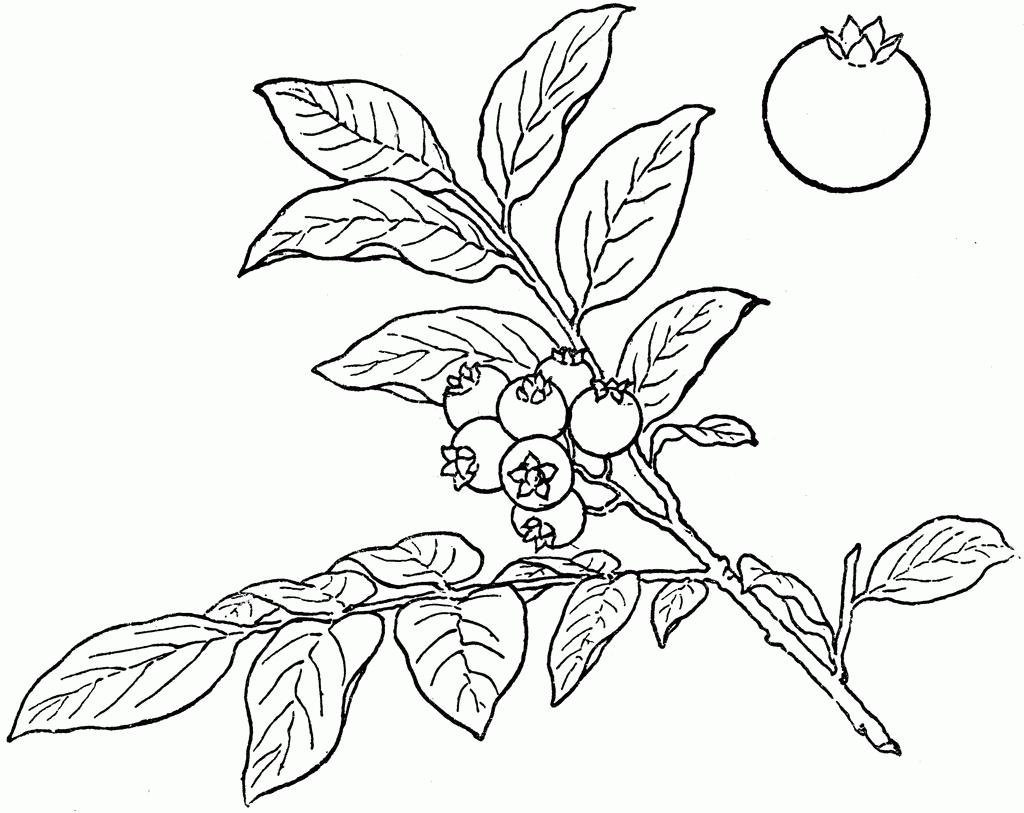 1024x813 Blueberry Clipart Sketch 4 - Blueberry Sketch