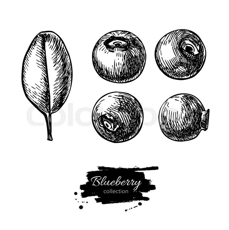 799x800 Blueberry Vector Drawing Set. Isolated Hand Drawn Berry And Leaf - Blueberry Sketch