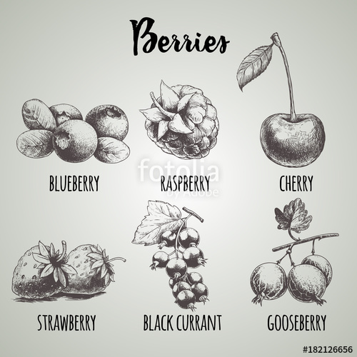 500x500 Hand Drawn Sketch Style Different Berries Set. Blueberry Bunch - Blueberry Sketch
