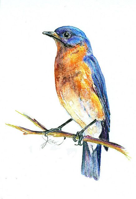 Bluebird Sketch