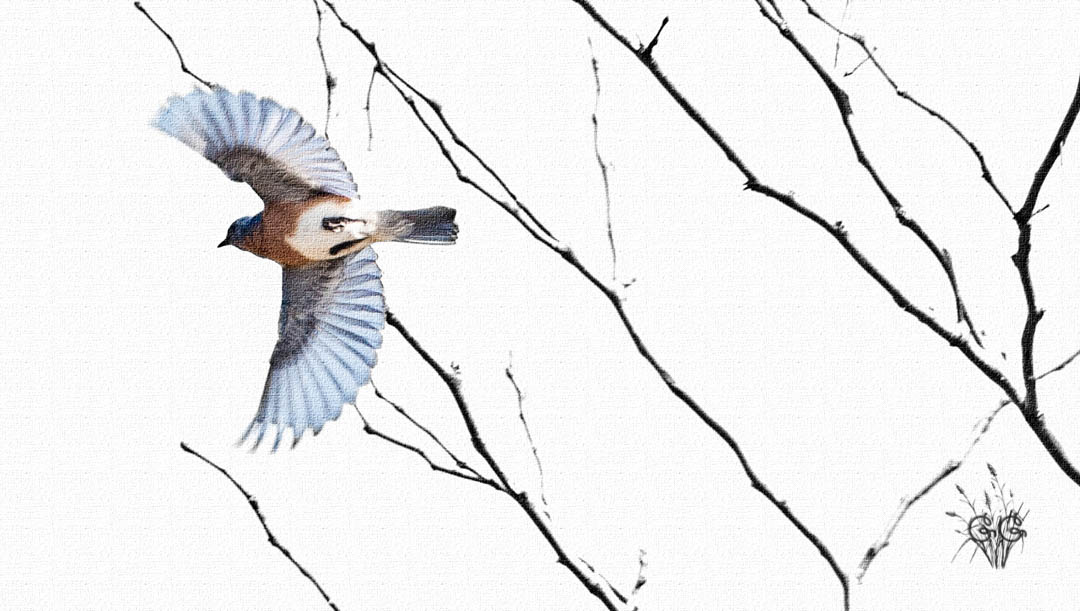 1080x611 Bluebird Sketch - Bluebird Sketch