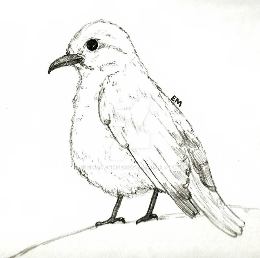 897x890 Bluebird Sketch By Emmybomber - Bluebird Sketch