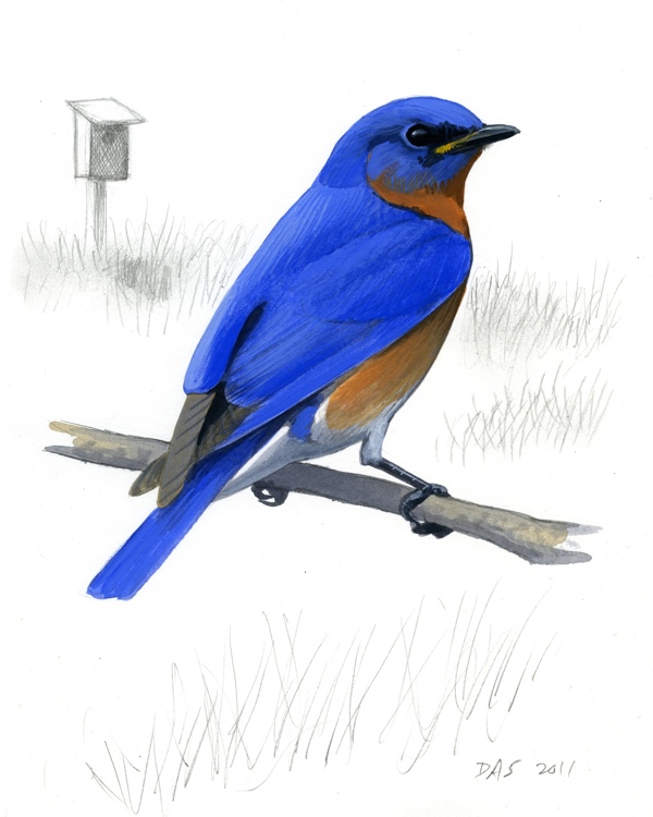 600x750 Eastern Bluebird Print - Bluebird Sketch