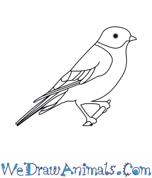 300x350 How To Draw An Eastern Bluebird - Bluebird Sketch