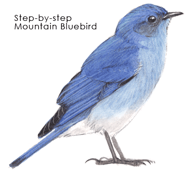 385x368 How To Paint A Mountain Bluebird Step By Step - Bluebird Sketch