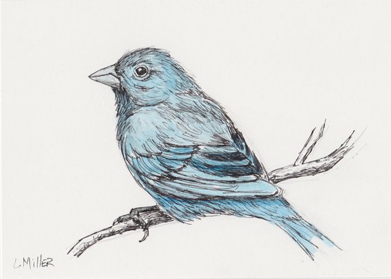 570x407 Indigo Bunting Original 5x7 Pen And Ink With Watercolor Art - Bluebird Sketch