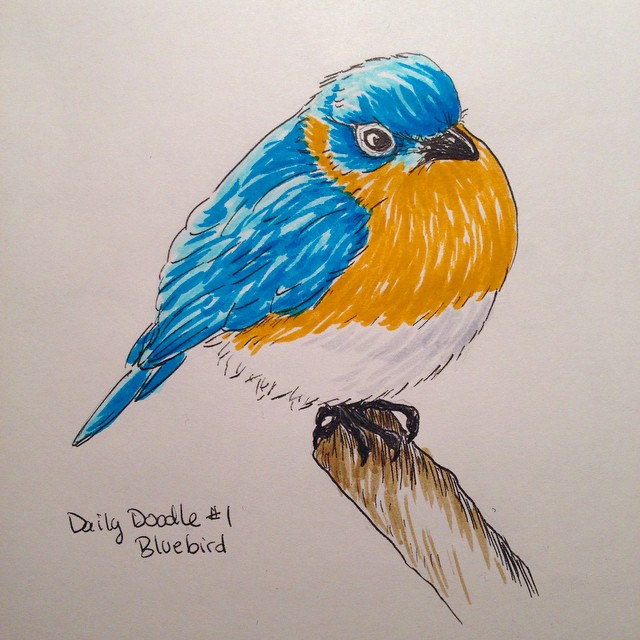 640x640 No.1 - Bluebird Sketch
