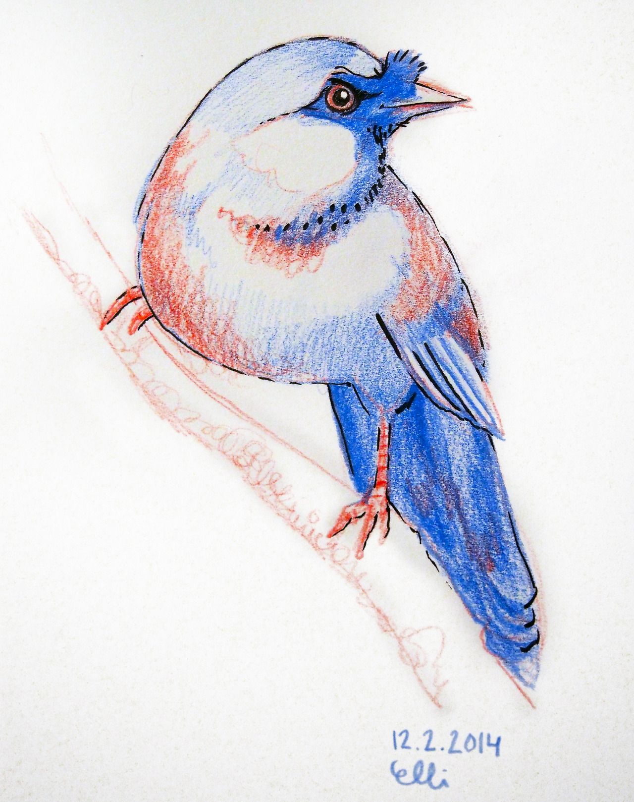 1280x1618 Red Blue Bird By Elli 12.2.2014 - Bluebird Sketch