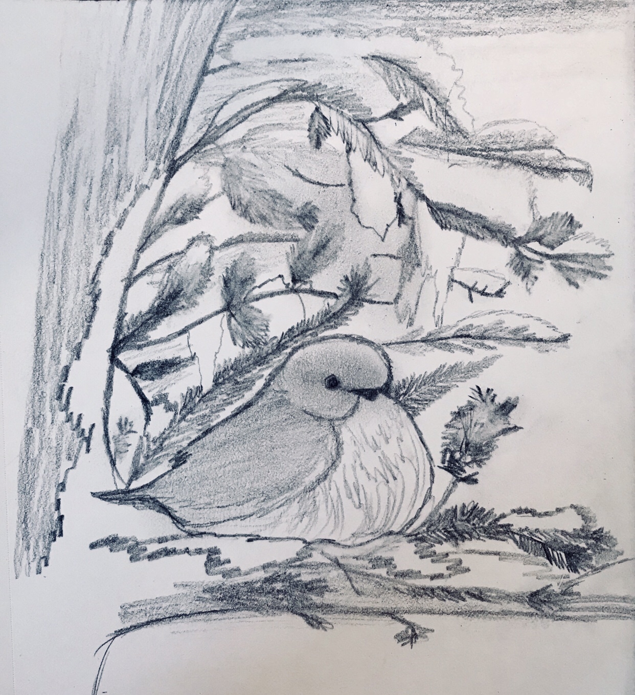 1242x1360 Sunday Sketch Bluebird Meg Sorick, Author - Bluebird Sketch