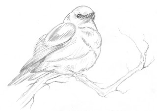 320x226 Twistedspine Blue Bird Sketch - Bluebird Sketch