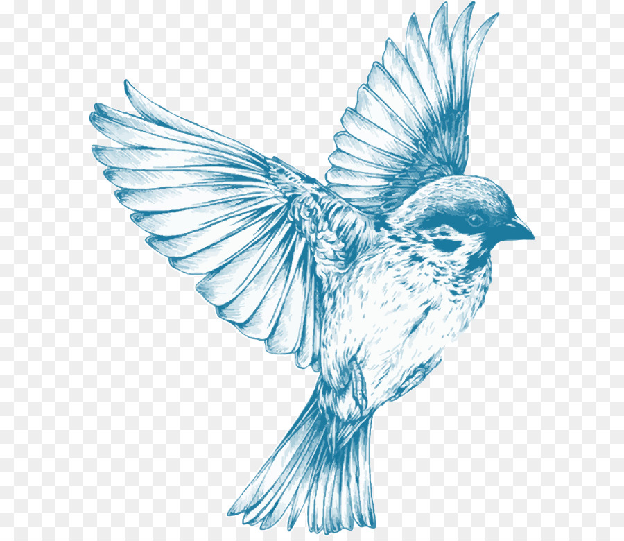 900x780 Bird Drawing For Girls Sketch - Bluebird Sketch