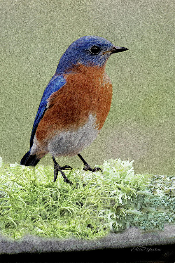 600x900 Bluebird - Bluebird Sketch