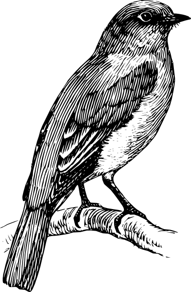 390x595 Bluebird Clip Art - Bluebird Sketch