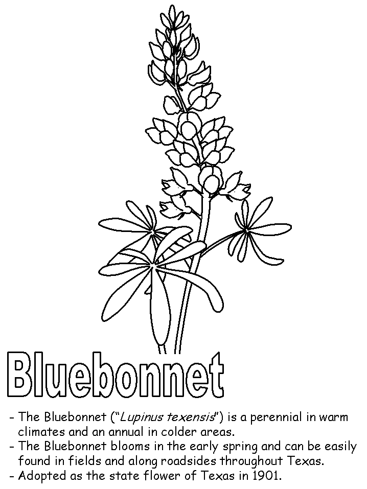 718x957 Bluebonnet Coloring Page - Bluebonnet Sketch