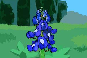 300x200 How To Draw A Bluebonnet - Bluebonnet Sketch