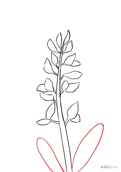 385x550 How To Draw A Bluebonnet 7 Steps (With Pictures) - Bluebonnet Sketch
