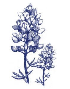 236x300 Image Result For Bluebonnet Water Color Art Daily Painting - Bluebonnet Sketch