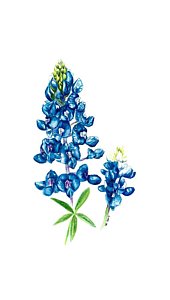 170x300 Texas Bluebonnet Drawings Fine Art America - Bluebonnet Sketch