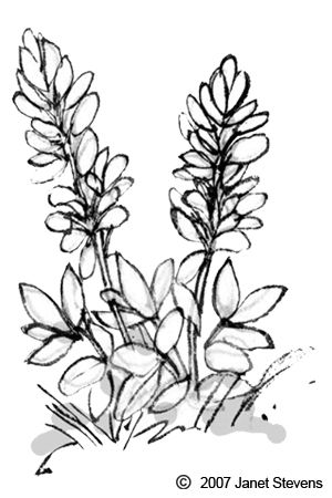 300x450 Bluebonnet Outline Drawing - Bluebonnet Sketch
