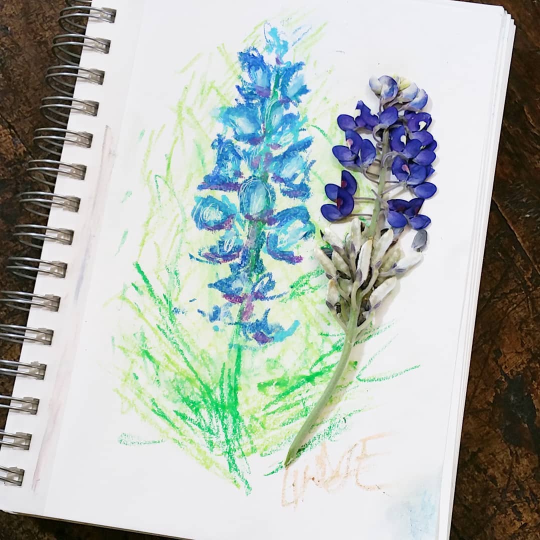 1080x1080 Bluebonnetart - Bluebonnet Sketch