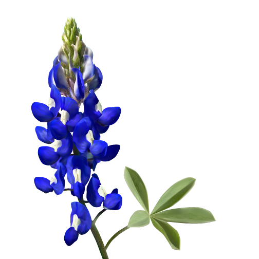 504x504 Alison Higuera - Bluebonnet Sketch