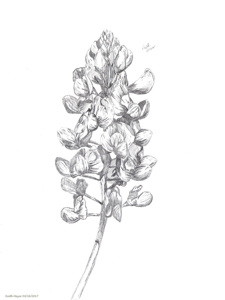 Bluebonnet Sketch at PaintingValley.com | Explore collection of