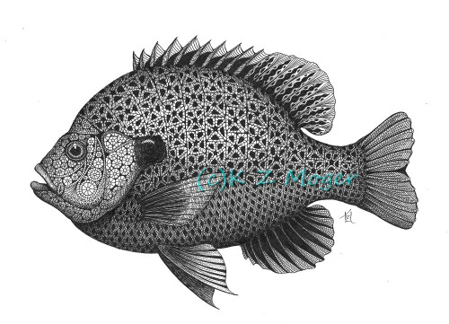 500x361 Bluegill Sunfish Matted Print Of Original Drawing - Bluegill Sketch