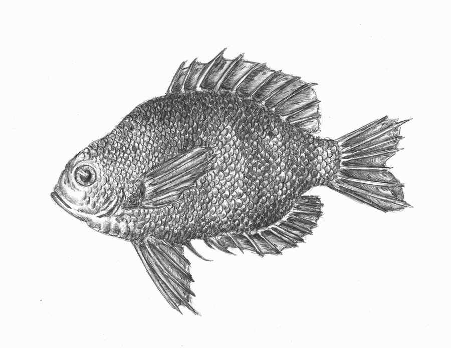 900x695 Bluegill By Romanedge - Bluegill Sketch