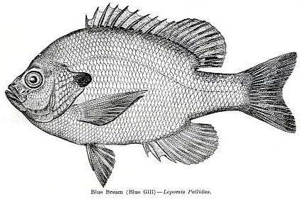 425x281 Early History Of Lake Maxinkuckee - Bluegill Sketch